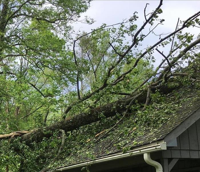 roof of a house with a tree that fell on it