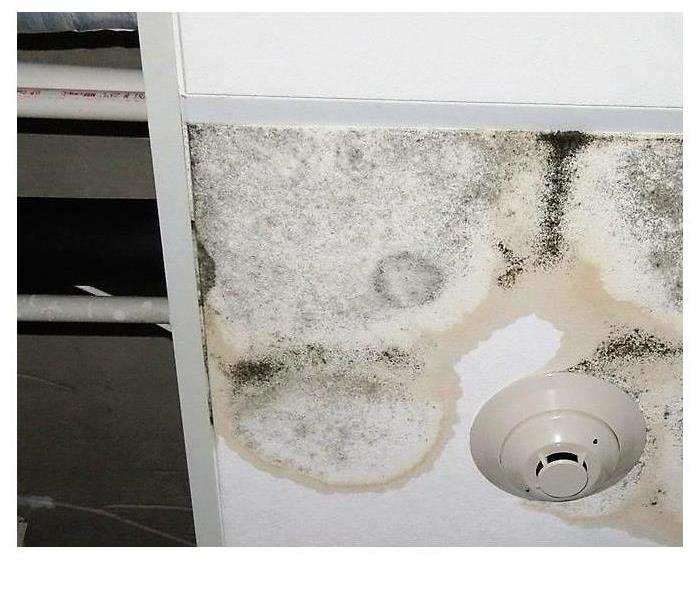 black mold growing on a ceiling tile